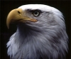 D1man Eagle